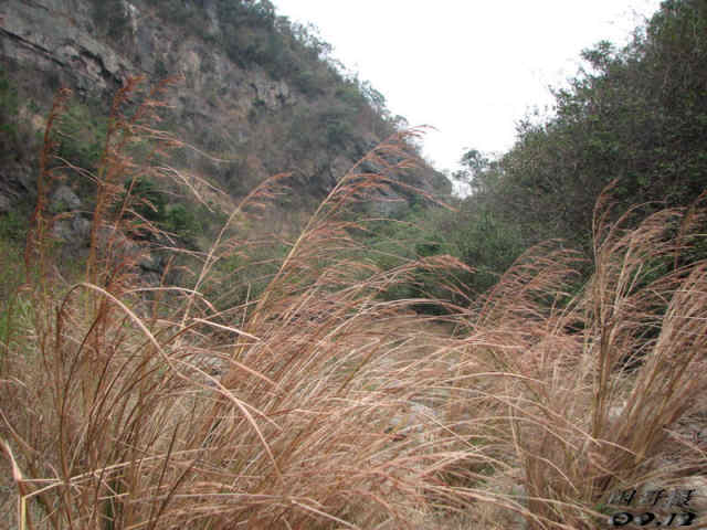 Mountain  grass